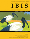 Ibis